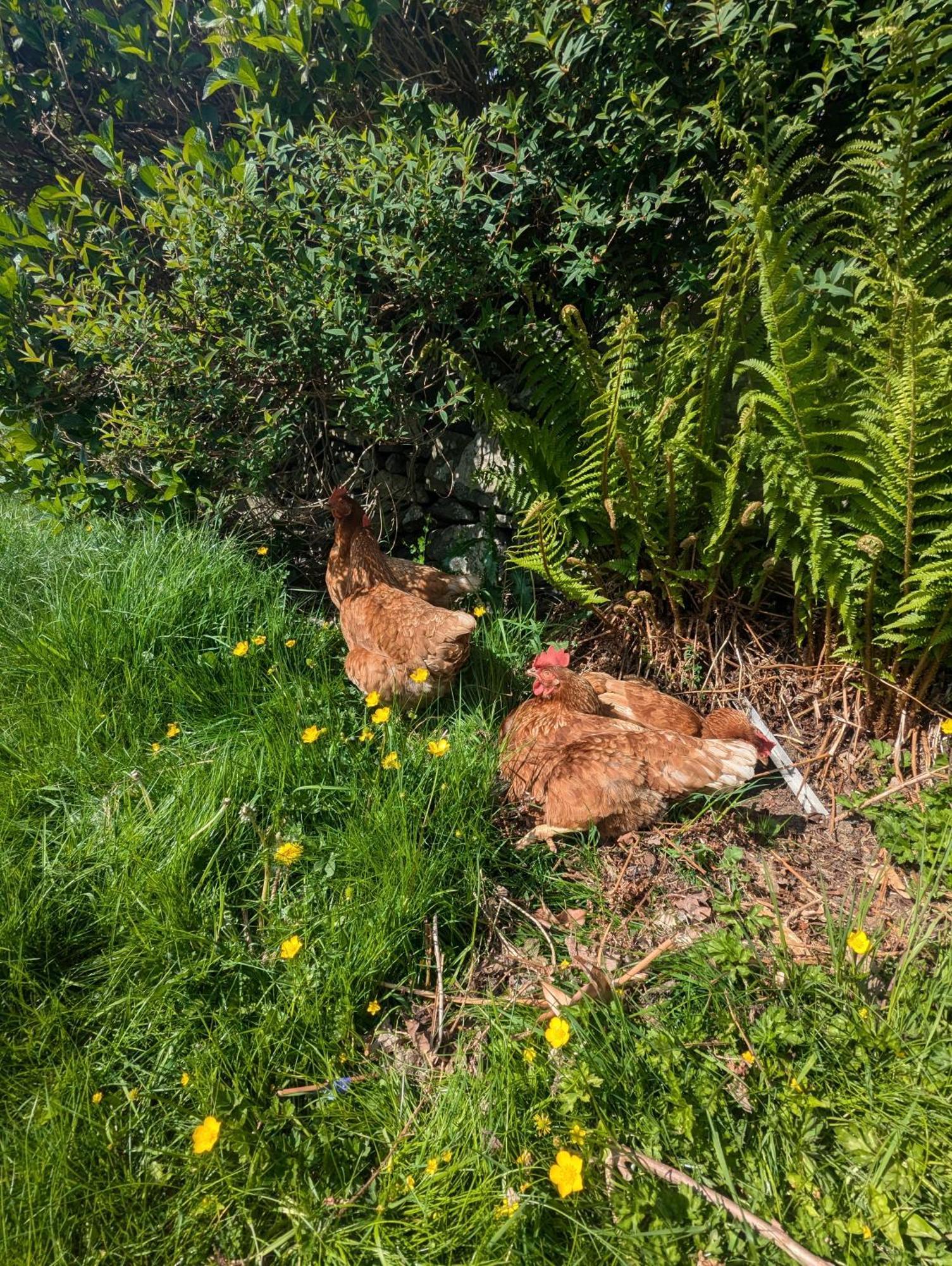 Pandy Farm - Waen Fechan Dolgellau Bagian luar foto