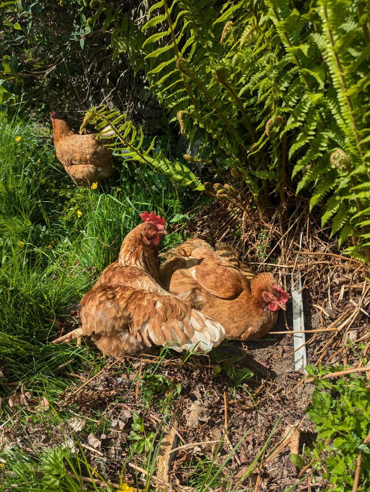 Pandy Farm - Waen Fechan Dolgellau Bagian luar foto